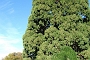194_SEGOVIA